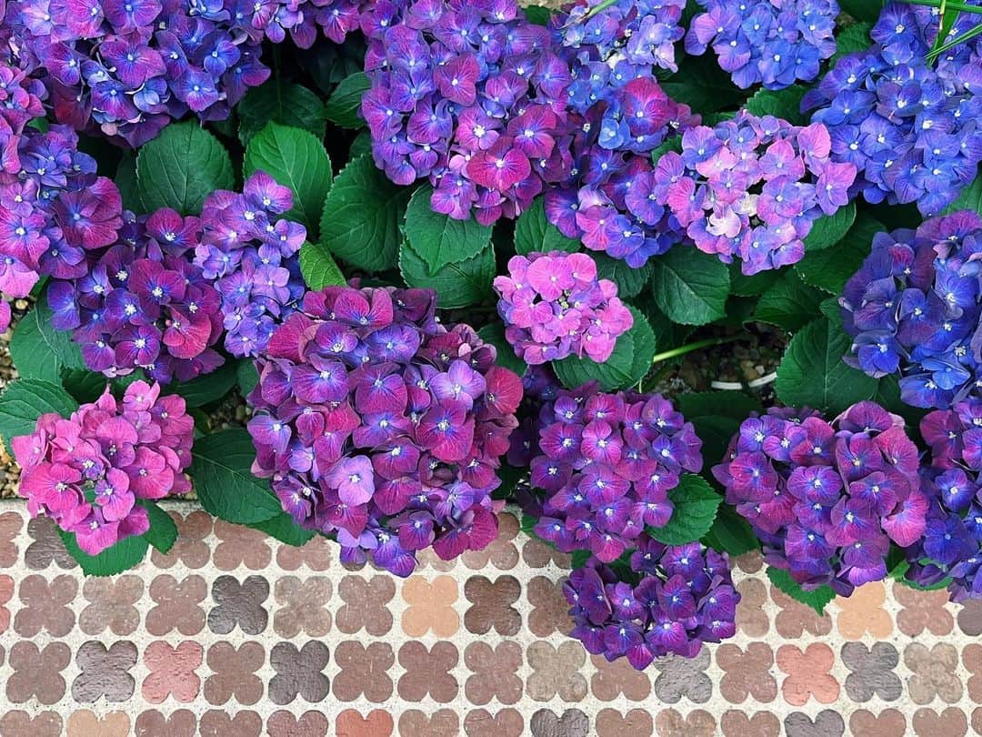 南波志帆さんのインスタグラム写真 - (南波志帆Instagram)「こんにちは、6月。大好きな紫陽花の季節到来。  💜🩶🤍🩵  #6月」6月1日 11時26分 - nanbashiho