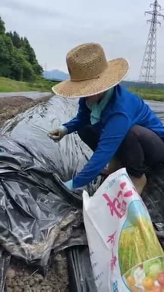 hoshinofumikaのインスタグラム：「里芋なう」