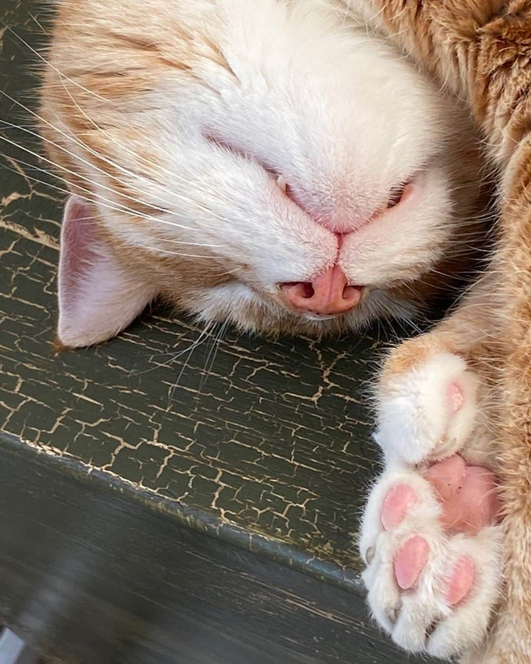 City the Kittyのインスタグラム：「Goodnight.   #zzz #tiredcat #sleepycat」
