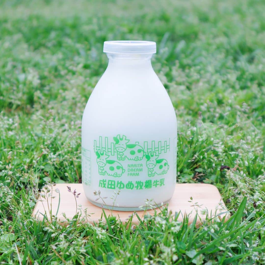 成田ゆめ牧場さんのインスタグラム写真 - (成田ゆめ牧場Instagram)「本日は ＃牛乳の日 です🐮  成田ゆめ牧場の牛乳は、 限りなく生乳に近い「そのまま」を大事にしています。  生乳の乳脂肪を砕かない「ノンホモジナイズ製法」と、65℃30分の低温殺菌を採用した生乳の風味を残す味わい深い牛乳です🥛  牧場に遊びに来た時だけではなく、オンラインでも販売していますので 是非ご賞味下さい😊 https://www.yumeboku-shop.com/  #成田ゆめ牧場 #牛乳 #ノンホモ牛乳 #ミルク #ホットミルク #低温殺菌 #牧場の牛乳 #牛乳を飲もう #牛乳大好き」6月1日 12時30分 - yumebokujo