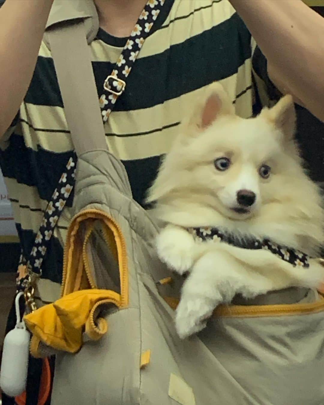 ト・サンウのインスタグラム：「아빠의 일상 🐈🐕」