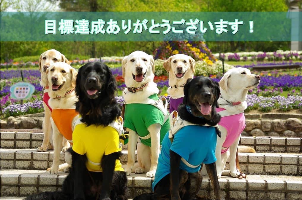 ヒロ寺平のインスタグラム：「Good News  ゴール達成のニュースが届いた。 盲導犬たちの主に医療費のクラウドファンディング。  目標は300万円。 僕が知って協力を呼びかけてからちょうど1週間。 どれほどお役に立てたかは不明だがやはりうれしい。  小さな積み重ねが大きな笑顔を！ ええもんですなあ。  #日本ライトハウス盲導犬訓練所 #社会にいいこと #ヒロ寺平 #ヒロT」