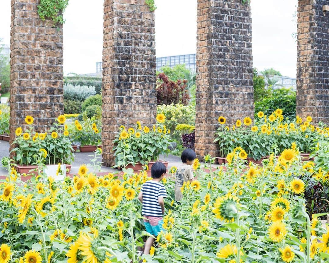 セソコマサユキさんのインスタグラム写真 - (セソコマサユキInstagram)「いつかの熱帯ドリームセンターが楽しかった件。長男たっての希望で苔テラリウムを作りに行ったのでした。  #沖縄 #移住 #子育て #熱帯ドリームセンター #苔テラリウム」6月1日 13時06分 - sesokomasayuki