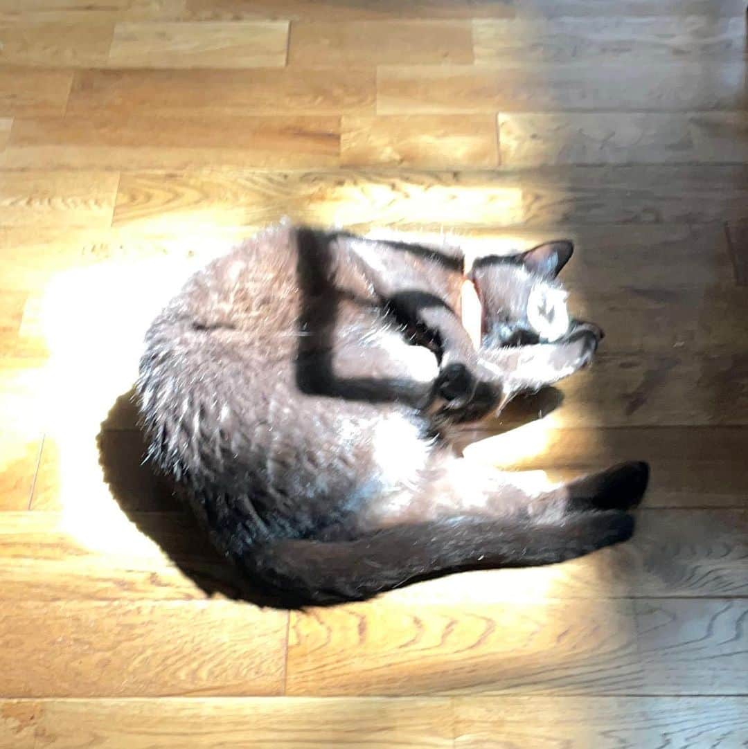 猫井椿のインスタグラム：「日差しあるところ猫がいる。  There is a cat where there is sunlight.  #yoruthecat」