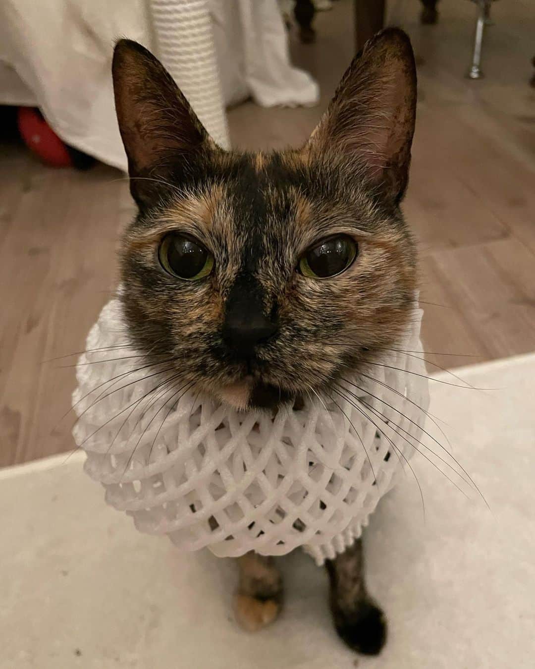 のインスタグラム：「今日は #ねじの日  香音寿〜  カオスちゃんと、名前を、相変わらず 間違えられてますが、「こねじ」です  今日は、「ねじの日」なんだって 香音寿、おめでとう🎈？  『ねじの日』 #香音寿 #おめでとう #ねじの日 #カオス #保護猫と暮らす #さび猫 #sabicat」