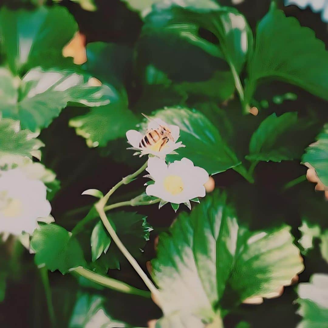 加賀美早紀のインスタグラム：「こいつも頑張って生きてる🐝🍯💕」