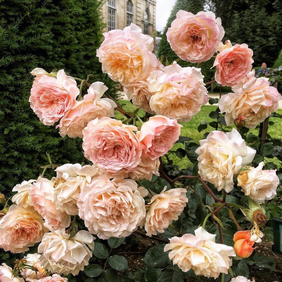 カリスマ・カーペンターのインスタグラム：「June bloom 🤍 . . .  Photo credit @skaufman4050」