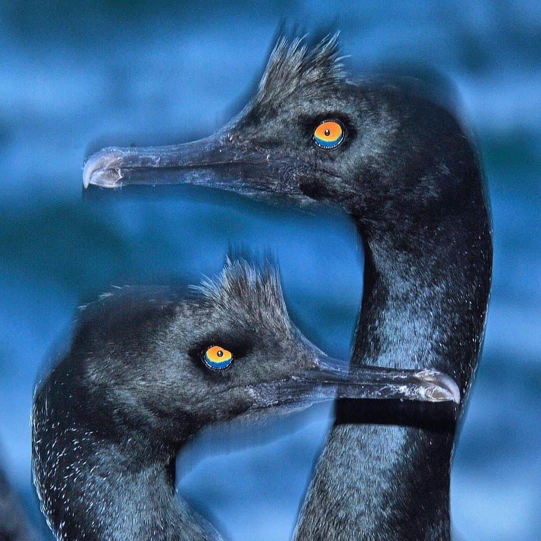 Thomas Peschakのインスタグラム：「Sometimes nature is stranger and more fantastical than science fiction. Those are the real colors of a Bank cormorant’s psychedelic looking eyes. This endangered seabird is restricted to the cold Atlantic Ocean off the west coast of Southern Africa and the total global population declined by 60% between 1975  and 2011. Today there are less than 1000 breeding pairs left in the wild. Photographed on assignment for @NatGeo on Namibia’s remote Mercury Island. #seabirds #bankcormorant #psychadelic #birdphotography #namibia #africa」
