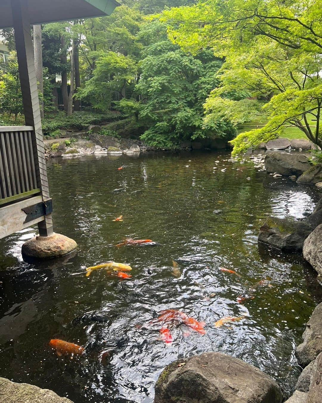 櫻田佑さんのインスタグラム写真 - (櫻田佑Instagram)「緑もみじ。 錦鯉。」6月1日 23時43分 - tasukusakurada