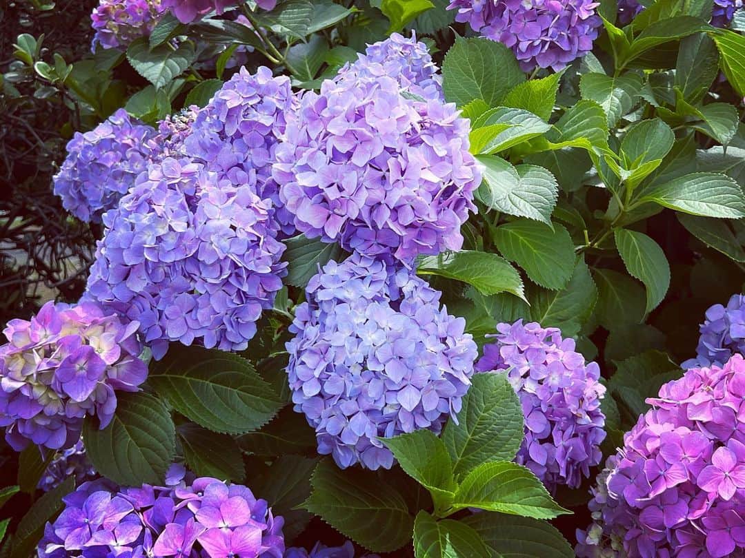 横槍メンゴのインスタグラム：「たまにはお花の写真でも載せますわ」