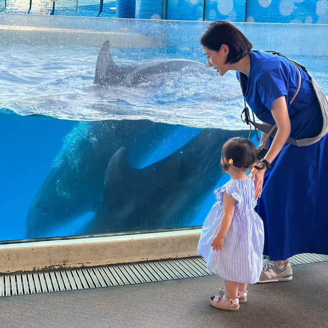 平田薫さんのインスタグラム写真 - (平田薫Instagram)「娘ちゃんに至近距離でイルカを見せたい母。  #いつかのえのすい」6月1日 23時57分 - hiratakaoru1215