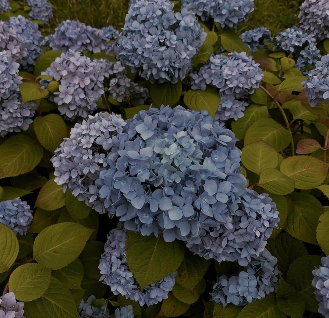 中西悠理のインスタグラム：「☔️🌂☂️  紫陽花が大好きなので、 街にたくさん咲くこの季節は幸せです。 というわけで、いつも携帯のカメラを向けるのですがなかなか上手く撮れません💦 なんか、べたっと平面的に映るのです。紫陽花独特の、ほわほわ感というか、ぽこぽこ感というか…それを撮りたいのに😭  お花って、画角とか難しいのかな。」