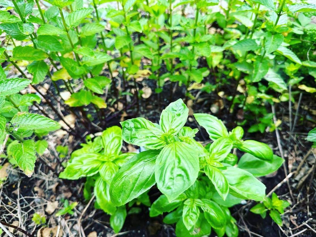 二ノ宮知子さんのインスタグラム写真 - (二ノ宮知子Instagram)「バジルの季節。 バジルは虫が食いやすいのでレモンバームの間に植えてます。結構虫除けになりますよ。同じようにパセリも植えています。」6月1日 15時36分 - tomokoninomiyaa