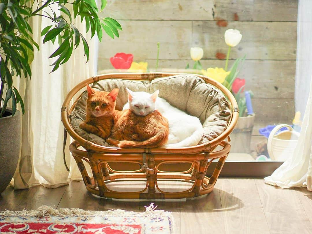 つがねゆきこのインスタグラム：「. 6月ですね。  なのに写真はチューリップ咲いちゃってるよ。  （おひさしぶりです）  もう我が家のアナベルが 庭先で咲き誇っているのに。  #おもちとこむぎ #猫 #猫のいる暮らし  #あごのせおもち #こむぎの目よ #はい元気です #仕事と育自と育自と」