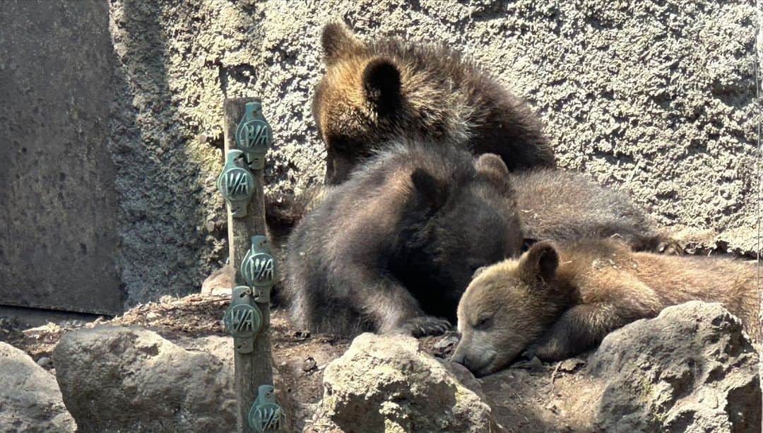 藤井美加子さんのインスタグラム写真 - (藤井美加子Instagram)「父と2人旅で一番私が楽しみにしていたのは 熊さんに会いに行くこと！！ ロープウェイ🚡でタッタラーと登ると 標高550mの山頂にいました！いました！ 生後4ヶ月の小熊ちゃんもいたよー！🐻  一枚目の動画は“人間のおり“ 動画撮影はおとうさん🎥  たまらなく可愛い けど猛獣。  #いいから早くえさくれ！ #北海道#のぼりべつクマ牧場#父娘2人旅#旅の記録#まだ続いています#何十年か振りの顔ハメ 🥸📷」6月1日 16時27分 - mikako_miki