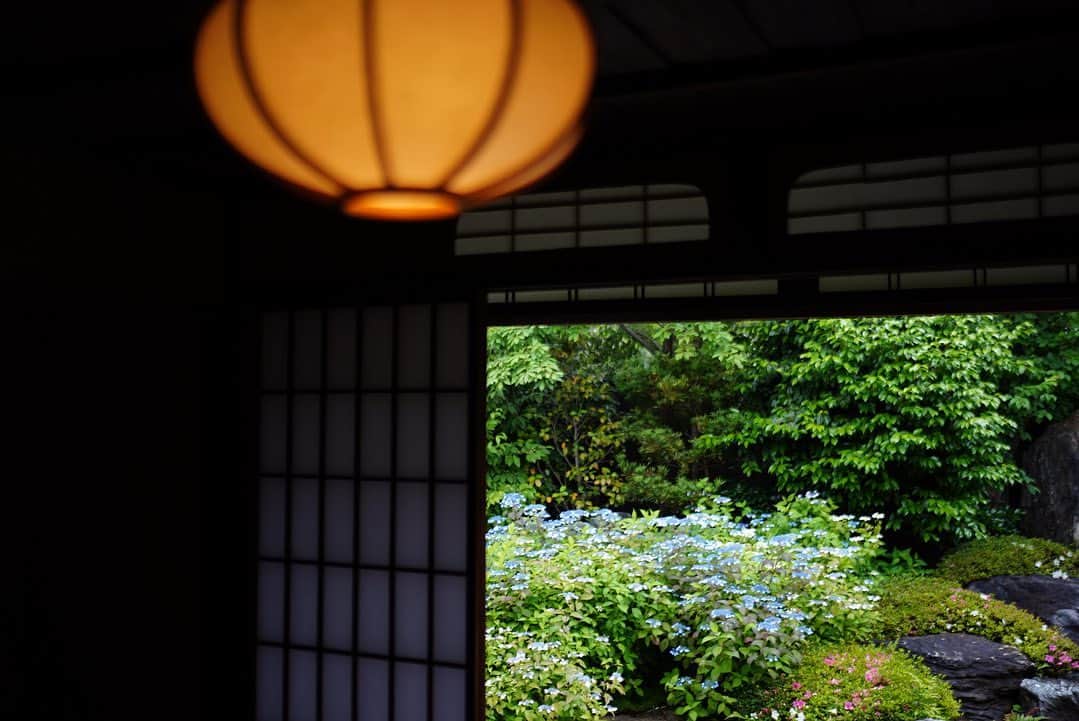前田有紀さんのインスタグラム写真 - (前田有紀Instagram)「京都出張ではどうしても行きたかった場所があり、早起きして訪れてきました。 建仁寺霊源院で特別公開されていた、「甘茶の庭」。枯山水をベースに美しい杉苔の庭、そして咲き誇る甘茶（アマチャ　ヤマアジサイの変わり種）。 お庭の植物の構成はシンプルでだからこそすっきりしていて、心が整うと感じた。たまたまタイミングで一緒に中にはいったおじさんが、照明越しのアマチャが綺麗なんだよ、と写真の撮り方を教えてくれた。庭の勉強ももっとしていきたいな。  #建仁寺 #甘茶の庭 #霊源院」6月1日 16時48分 - yukimaeda0117