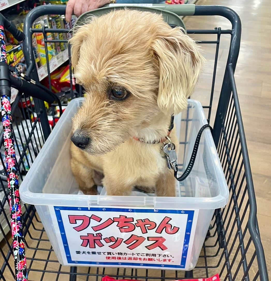 宮本亜門のインスタグラム：「たいふうくるよ🌀みんなきをつけて  #台風前のお買い物　#ペットは室内に入れてください　#沖縄方面の方お気をつけて #保護犬　#ビート　#宮本亞門　#犬のいる暮らし　# いぬのきもち #dogsofinstagram」