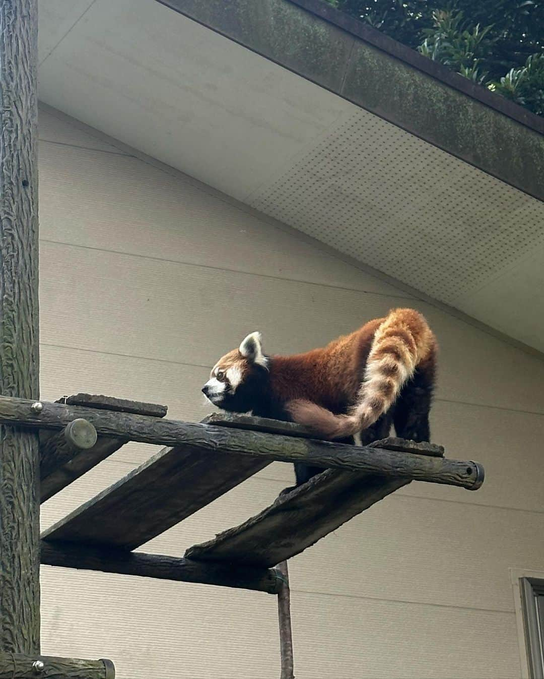 中谷あすみさんのインスタグラム写真 - (中谷あすみInstagram)「動物園🐘 やっぱりミーアキャットに長く滞在してしまう🫶  #outfit tops @odorata_official  bottoms @room306contemporary   #ootd #オドラタ #odorata #大人カジュアル #シンプルコーデ #スタイルコーデ #トレンドコーデ #ホワイトコーデ #千葉動物公園」6月1日 17時22分 - asumi_naa