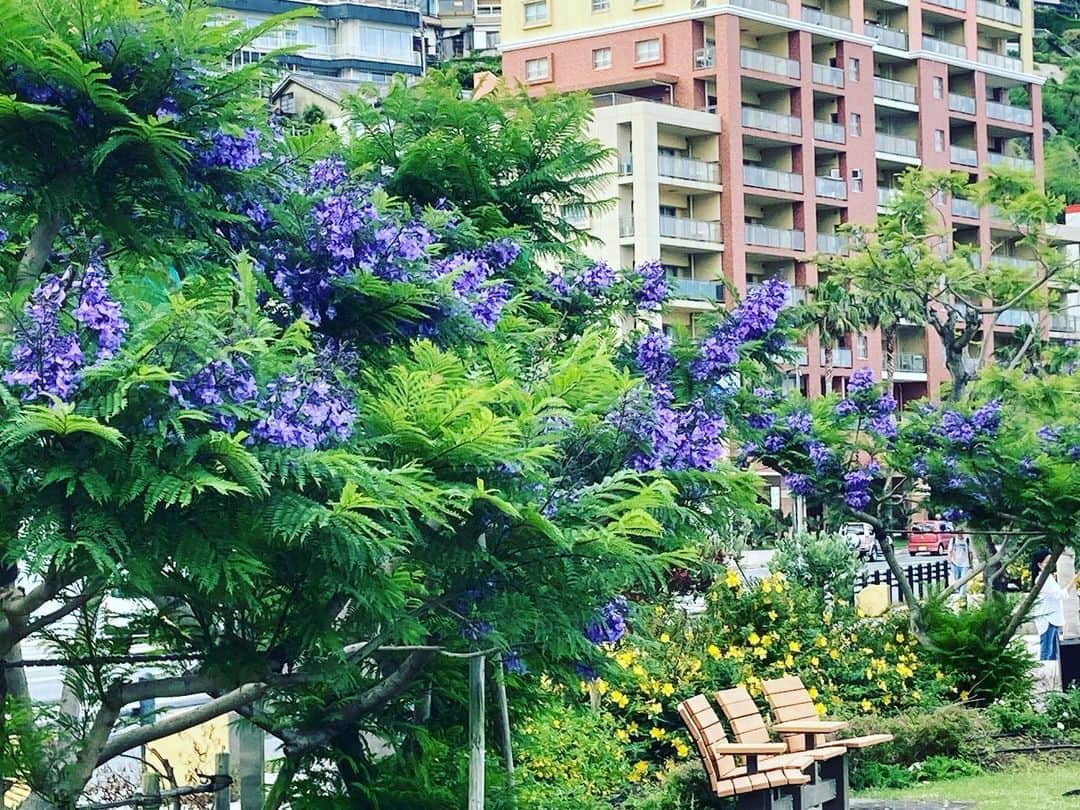 熱海市のインスタグラム：「ジャカランダフェスティバル2023 本日よりスタートしました！ジャカランダ遊歩道は、現在8分咲🌸鮮やかなむらさき色のたわわなお花がお出迎えします！夜はライトアップもしますので、昼間とまた違った雰囲気が楽しめます♪ #ジャカランダ#ライトアップ#初夏の花#むらさき#意外と熱海#熱海市」
