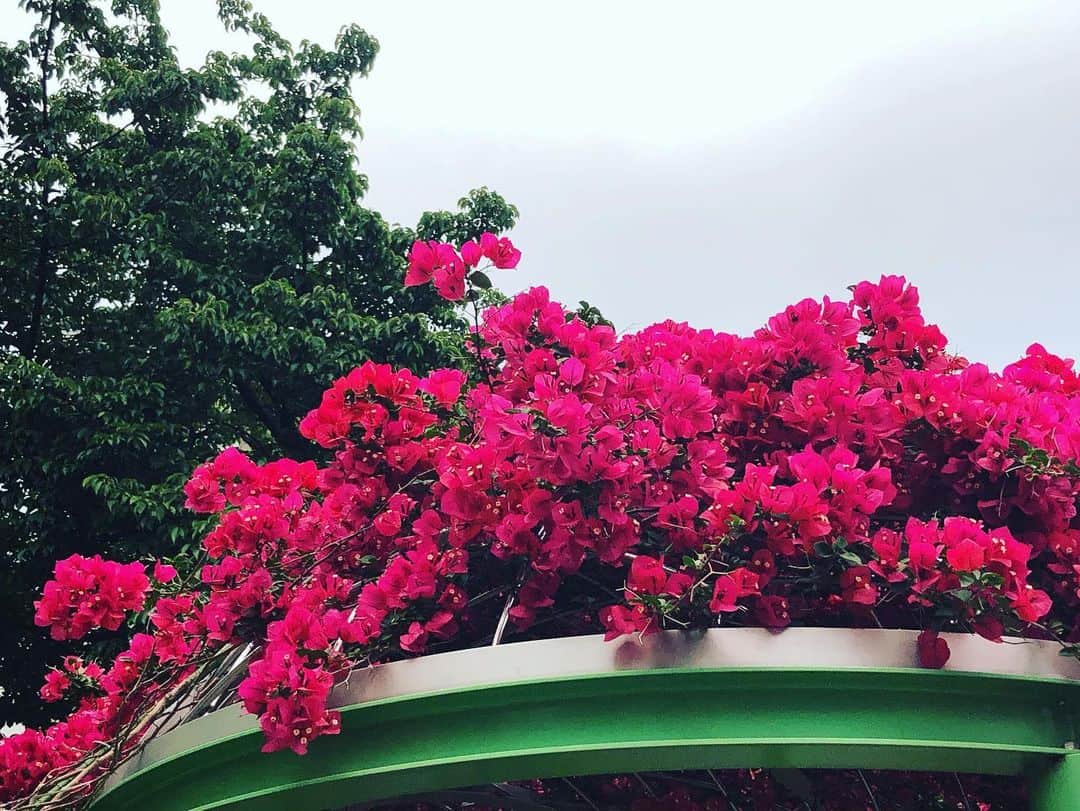 熱海市さんのインスタグラム写真 - (熱海市Instagram)「ジャカランダフェスティバル2023 本日よりスタートしました！ジャカランダ遊歩道は、現在8分咲🌸鮮やかなむらさき色のたわわなお花がお出迎えします！夜はライトアップもしますので、昼間とまた違った雰囲気が楽しめます♪ #ジャカランダ#ライトアップ#初夏の花#むらさき#意外と熱海#熱海市」6月1日 17時23分 - atami_official