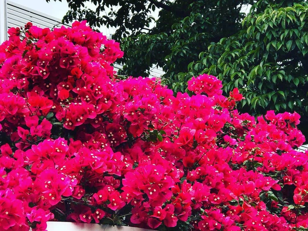 熱海市さんのインスタグラム写真 - (熱海市Instagram)「ジャカランダフェスティバル2023 本日よりスタートしました！ジャカランダ遊歩道は、現在8分咲🌸鮮やかなむらさき色のたわわなお花がお出迎えします！夜はライトアップもしますので、昼間とまた違った雰囲気が楽しめます♪ #ジャカランダ#ライトアップ#初夏の花#むらさき#意外と熱海#熱海市」6月1日 17時23分 - atami_official