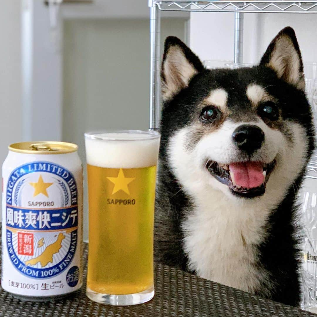 くろさんのインスタグラム写真 - (くろInstagram)「本日もお疲れちゃんでした🍺  出張土産でいただき🙇🏻嬉しいお土産🍻  #目線の先にはおやつ #スマイル豆 #風味爽快ニシテ #新潟限定ビイル #新潟限定ビイル風味爽快ニシテ #サッポロビール #sapporobeer #⭐️SAPPORO #乾杯をもっとおいしく #niigatalimitedbeer #柴犬 #黒柴 #黑柴 #晩酌犬 #スマイル犬 #わんこのいる暮らし #柴犬のいる暮らし #黒柴のいる暮らし #イッヌのいる暮らし #kuroshiba #blackshiba #shibainu #shibadog #shibastagram #instadog #豆太郎麦酒 #モデル犬 #オファーお待ちしております」6月1日 17時55分 - m6bmw