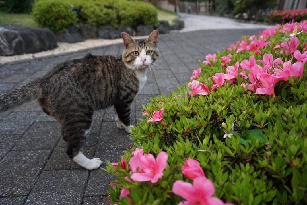 小池里奈さんのインスタグラム写真 - (小池里奈Instagram)「実家の猫たち。  おかか🐈  と  しじみ🐈 お利口さんで賢くて可愛くて癒し🫶  あぁー。猫ってなんでこんなに可愛くて魅力的なんだー🙀💗  #cats  #catstagram  #猫  #ねこすたぐらむ  #田舎の猫  #sonya5100」6月1日 18時06分 - koike_rina_93