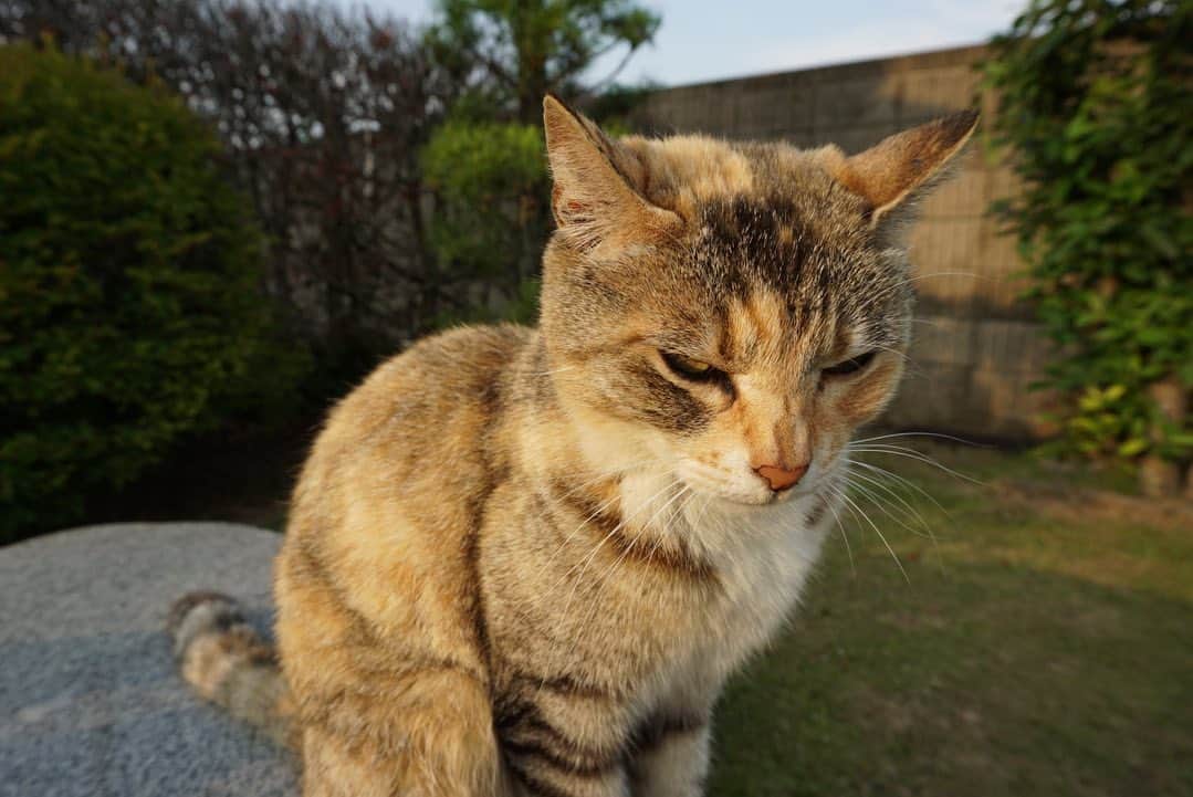 小池里奈さんのインスタグラム写真 - (小池里奈Instagram)「実家の猫たち。  おかか🐈  と  しじみ🐈 お利口さんで賢くて可愛くて癒し🫶  あぁー。猫ってなんでこんなに可愛くて魅力的なんだー🙀💗  #cats  #catstagram  #猫  #ねこすたぐらむ  #田舎の猫  #sonya5100」6月1日 18時06分 - koike_rina_93