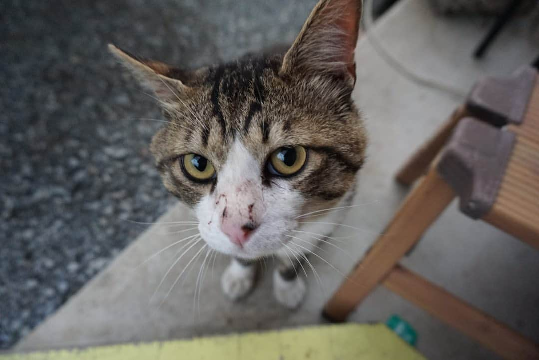 小池里奈さんのインスタグラム写真 - (小池里奈Instagram)「実家の猫たち。  おかか🐈  と  しじみ🐈 お利口さんで賢くて可愛くて癒し🫶  あぁー。猫ってなんでこんなに可愛くて魅力的なんだー🙀💗  #cats  #catstagram  #猫  #ねこすたぐらむ  #田舎の猫  #sonya5100」6月1日 18時06分 - koike_rina_93