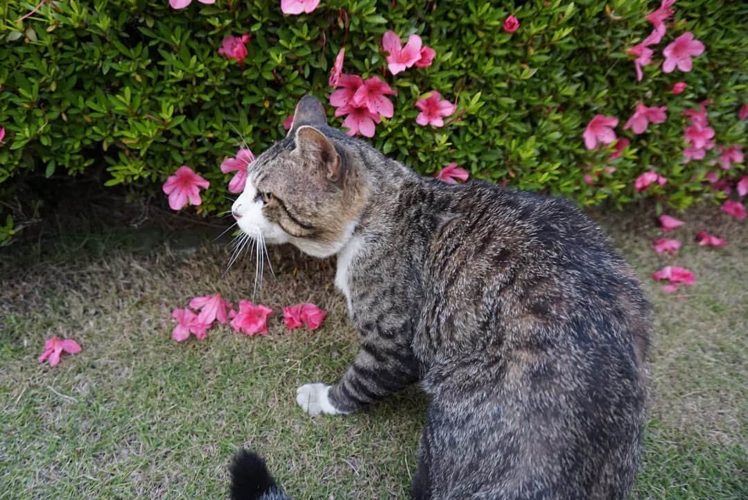 小池里奈さんのインスタグラム写真 - (小池里奈Instagram)「実家の猫たち。  おかか🐈  と  しじみ🐈 お利口さんで賢くて可愛くて癒し🫶  あぁー。猫ってなんでこんなに可愛くて魅力的なんだー🙀💗  #cats  #catstagram  #猫  #ねこすたぐらむ  #田舎の猫  #sonya5100」6月1日 18時06分 - koike_rina_93