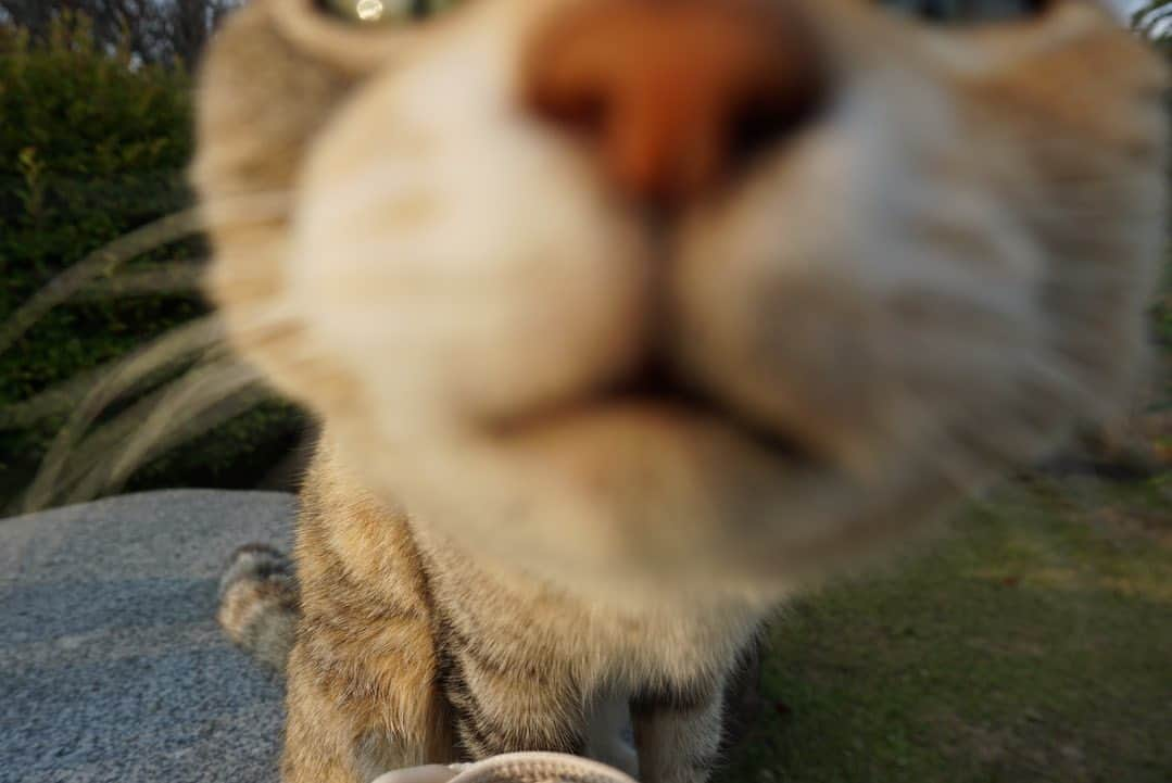 小池里奈のインスタグラム：「実家の猫たち。  おかか🐈  と  しじみ🐈 お利口さんで賢くて可愛くて癒し🫶  あぁー。猫ってなんでこんなに可愛くて魅力的なんだー🙀💗  #cats  #catstagram  #猫  #ねこすたぐらむ  #田舎の猫  #sonya5100」