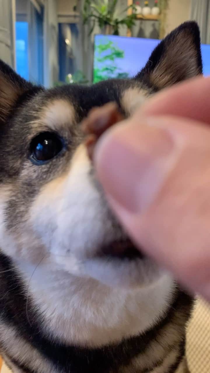 吾子のインスタグラム：「・ ・ ・ ・ ・ ただいまおやつもらったワン🐶❤️✨ ・ これから夜ンポいくー🐶💩✨ ・ ・ ・ ・ ・ ・ ・ ・ ・ ・ ・ ・ ・ ・ ・ ・ ・ ・ ・ ・ #夜はまだ寒い #鹿ジャーキー🦌  #sapporo  ・ 北海道の柴犬 #柴北会 の皆ワン🐶あったかくなってきたねー ・ #adorable #instadog#shibainu#dog#柴犬ライフ #instashiba#柴犬マニア #9gag #barked #kuroshiba#socute #cutedog#いぬのきもち #黒柴 #dogstagram_japan」