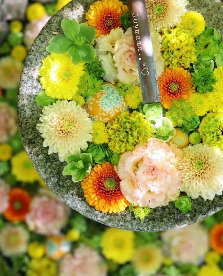 花の写真館のインスタグラム：「Photo by @joymamadanlove. https://instagram.com/joymamadanlove/ . Original Post[投稿いただいたURL] https://www.instagram.com/p/CrvHkd5PKQ0/ . 本アカウントは、 #私の花の写真 をつけてInstagramに投稿された皆さまの花の写真や、「花の写真館」Facebookページで投稿された花の写真を紹介します。 「花の写真館」Facebookページは、「 @floral.photograph 」のプロフィールにあるURLからご覧ください。 . ※各種法令、マナー、関係者の指示に従った撮影をお願いします。 *Please ensure that your photography adheres to all relevant laws, etiquette, and instructions issued by authorized persons. ※本アカウントは東京カメラ部がFacebook、Instagramのサービスを利用して運営しているもので、Meta社・Instagramとは一切関係ありません。 . #花の写真館 #floralphotograph #floralphoto #flower #flowers Follow: @floral.photograph」
