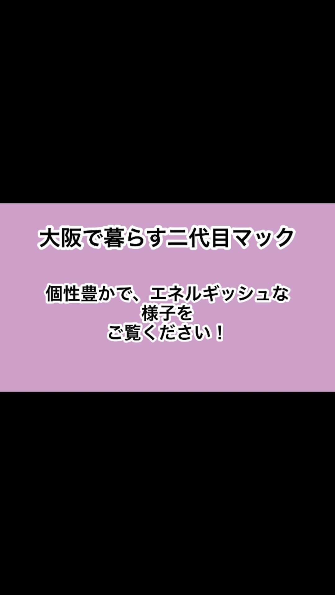 川上麻衣子のインスタグラム：「木曜日は二代目マック！わたしも7匹の猫と暮らしてきた経験はありますが、二代目マックのような、個性的でエネルギッシュな猫ちゃんと暮らしたことはまだありません！毎回届く二代目マックの動画を編集しながら、釘付けです‼️  【まいネコ🐈】二代目マックvol.62この激しさを見よ❗️ https://youtu.be/FjP0rhALMxg」