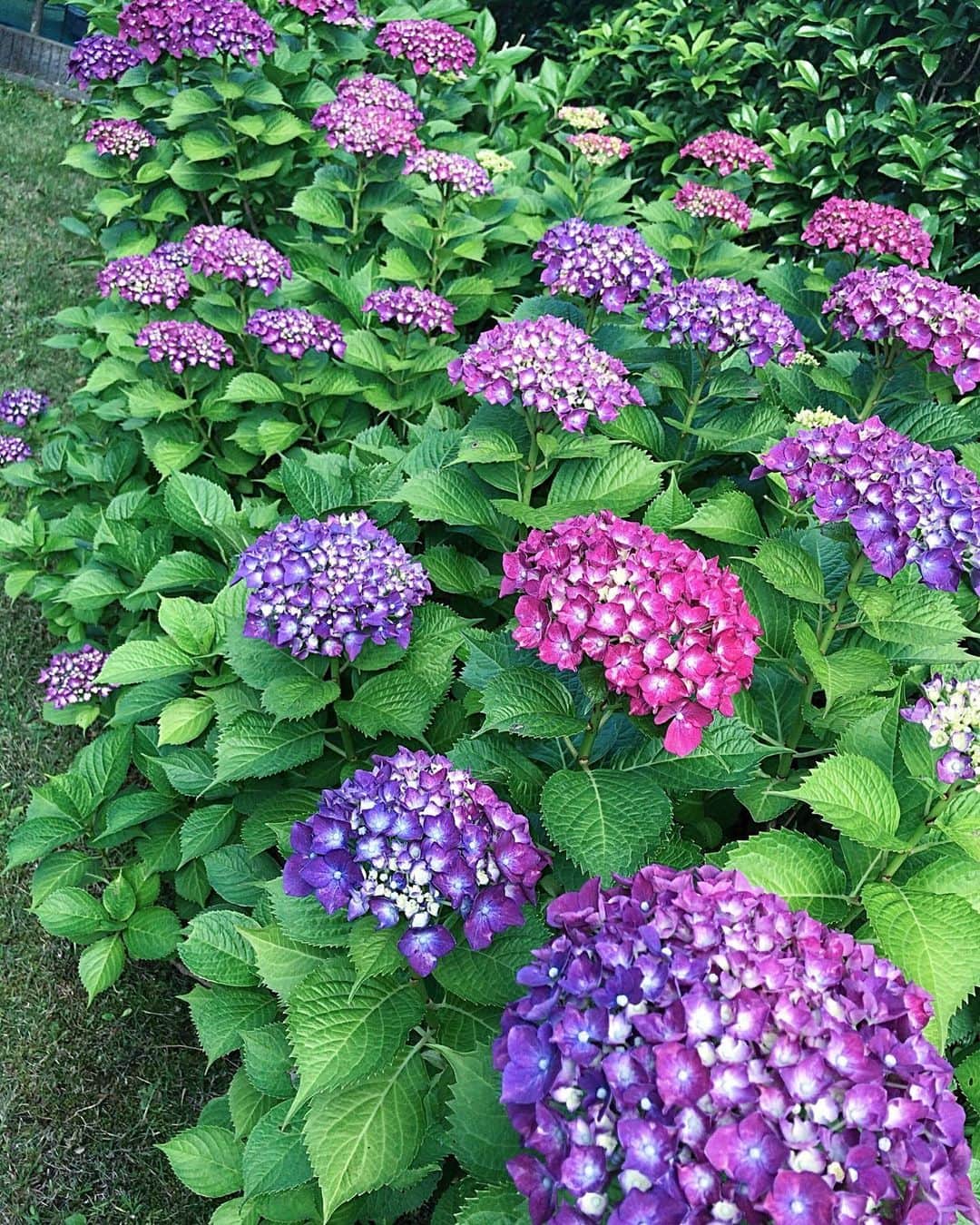 小川知子さんのインスタグラム写真 - (小川知子Instagram)「早い梅雨入りかなー  庭の紫陽花が満開♪ 私の好きな色に咲いています。  気持ちの良い風が爽やかでした。  #早い梅雨入り #紫陽花 #小川知子」6月1日 20時08分 - tomoko_ogawa_