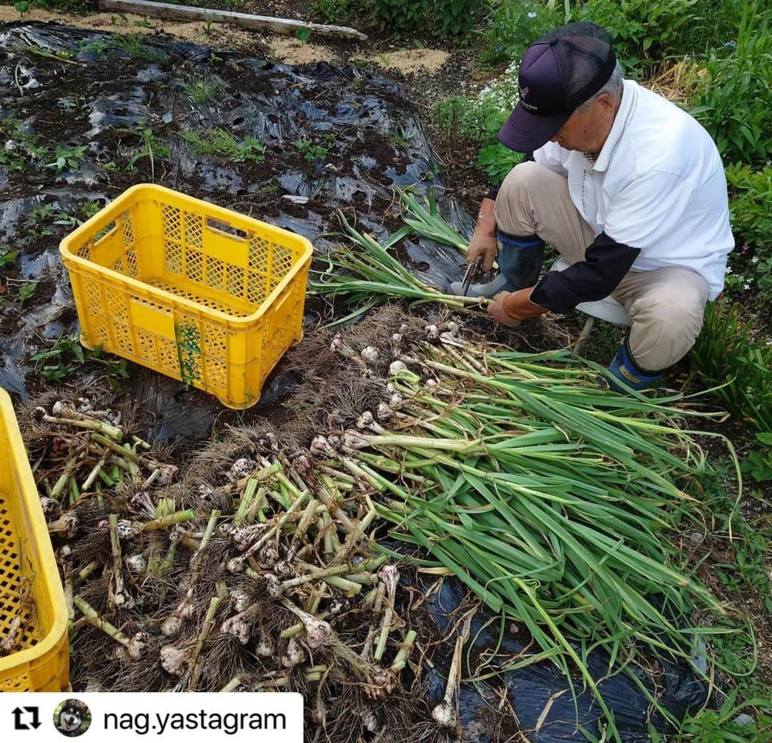 Gero City【下呂市公式アカウント】さんのインスタグラム写真 - (Gero City【下呂市公式アカウント】Instagram)「#Repost @nag.yastagram with @use.repost ・・・ にんにくマンな日  ちょびっとフラゲ気味な 気はしたんだけど… 親父が家庭菜園のにんにくを 収穫してた!  ま、にんにくは親父任せだから 好きなタイミングで良いか!  御歳84歳💦🤣 頑張る姿をダメ息子は ちゃんと手本として居ますよ  身を持って生き様を 伝える姿はカッコいいです! ヤスはあなたの息子です!  #重鎮 #生きる歴史  #生き様#畑の師匠  #84歳#息子57歳 #8050 #これからは #9060 #家庭菜園#にんにく #にんにくマン #元気#感謝 #下呂アンバサダー #gerostagram」6月1日 20時00分 - gerostagram