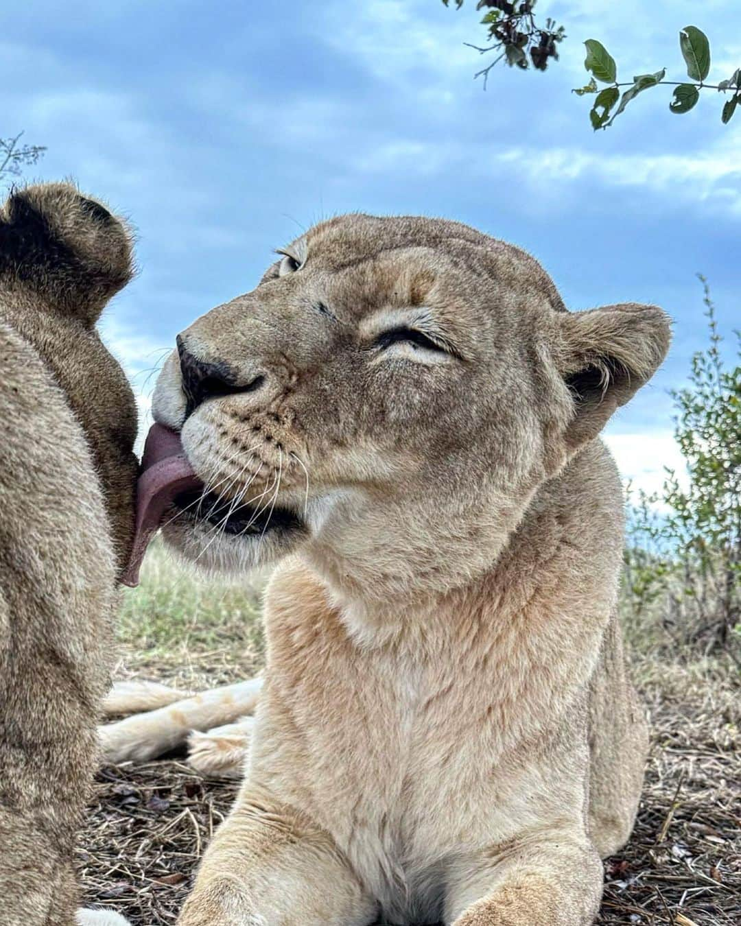 Kevin Richardson LionWhisperer さんのインスタグラム写真 - (Kevin Richardson LionWhisperer Instagram)「Nothing quite like the taste of ear wax in the morning!  Mutual grooming not only keeps a lions fur in tip top condition, but it also reinforces bonds. Since the passing of Siam, Echo and Naiobi are particularly more affectionate with each other and me. Siam’s shoes/paws are hard to fill but I’ll do my best to be the pride leader they’re accustomed too. #mutualgrooming #groom #affection #earwax #lionesses #lions #lionsofinstagram」6月1日 20時43分 - lionwhisperersa