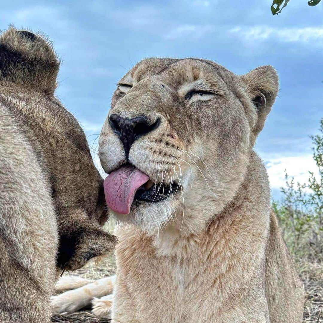 Kevin Richardson LionWhisperer さんのインスタグラム写真 - (Kevin Richardson LionWhisperer Instagram)「Nothing quite like the taste of ear wax in the morning!  Mutual grooming not only keeps a lions fur in tip top condition, but it also reinforces bonds. Since the passing of Siam, Echo and Naiobi are particularly more affectionate with each other and me. Siam’s shoes/paws are hard to fill but I’ll do my best to be the pride leader they’re accustomed too. #mutualgrooming #groom #affection #earwax #lionesses #lions #lionsofinstagram」6月1日 20時43分 - lionwhisperersa