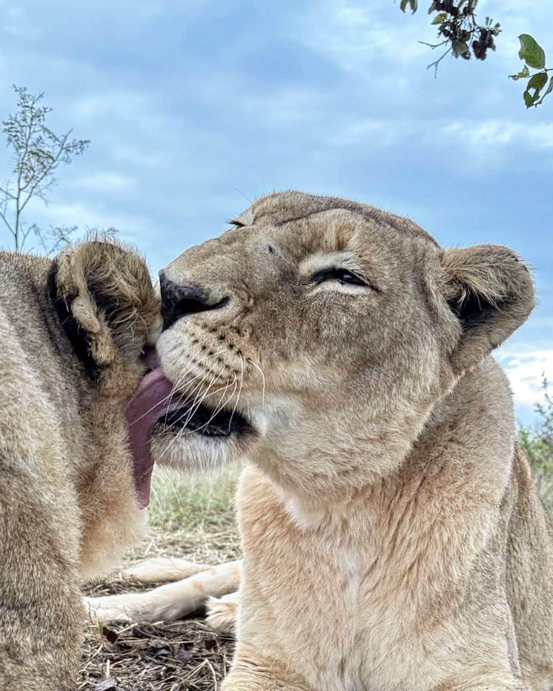 のインスタグラム：「Nothing quite like the taste of ear wax in the morning!  Mutual grooming not only keeps a lions fur in tip top condition, but it also reinforces bonds. Since the passing of Siam, Echo and Naiobi are particularly more affectionate with each other and me. Siam’s shoes/paws are hard to fill but I’ll do my best to be the pride leader they’re accustomed too. #mutualgrooming #groom #affection #earwax #lionesses #lions #lionsofinstagram」