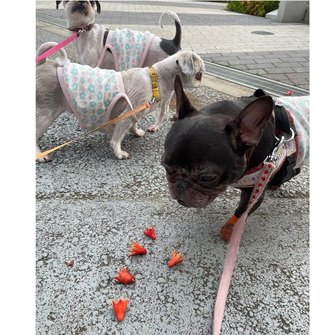 のインスタグラム：「タコさんウインナーみたいなの落ちてる   #frenchbulldog #shihtzu  #フレンチブルドッグ  #シーズー #おいもちゃん #たらこちゃん #こんぶにゃん」