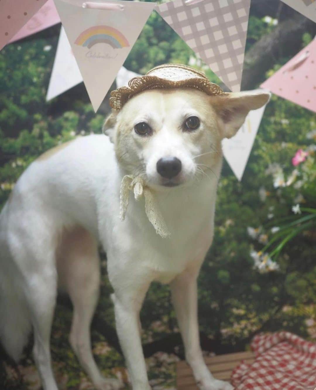 西尾まりのインスタグラム：「シャンプー行ってきまして。今回はこーゆーコンセプトのお写真です。どーゆー気持ちなんですかね。お帽子被って👒」