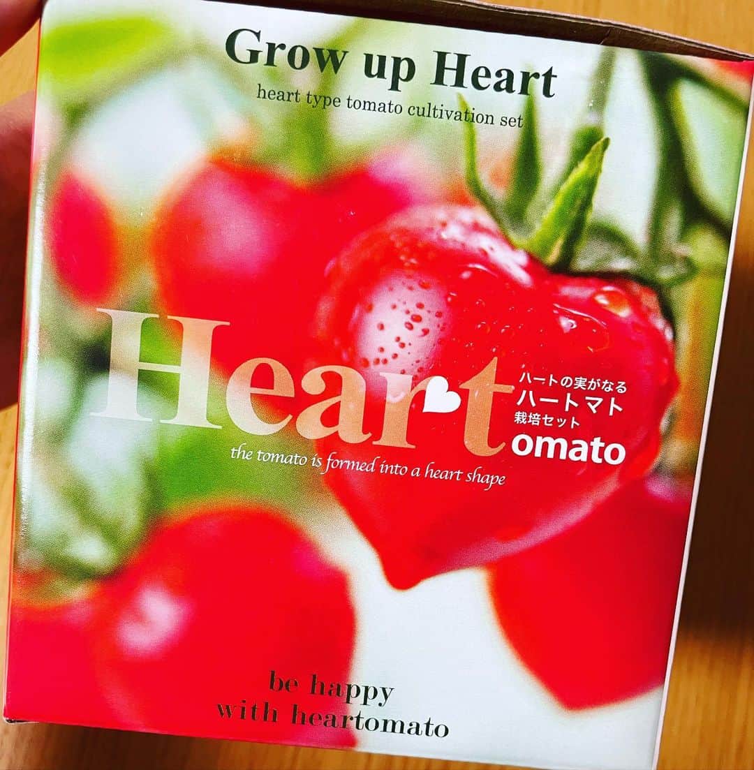 池田彩のインスタグラム：「娘と一緒に、トマトの種を植えてみました🍅🙌 ちゃんと育つのかなー？？ 毎日おはようして、お水あげてます。私が。笑  #トマト #ハートマト  #heartomato  #芽が出るの楽しみ」