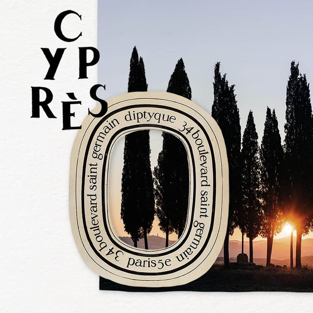 ディプティックのインスタグラム：「Their elegant silhouette… …dotting the landscape, rows of cypresses enliven the horizon as the resinous, honeyed accents of their needles fill the air. Before them, Diptyque's Cypress candle alight, the summer heat seems to mellow.  #diptyque #diptyqueparis #cypres」