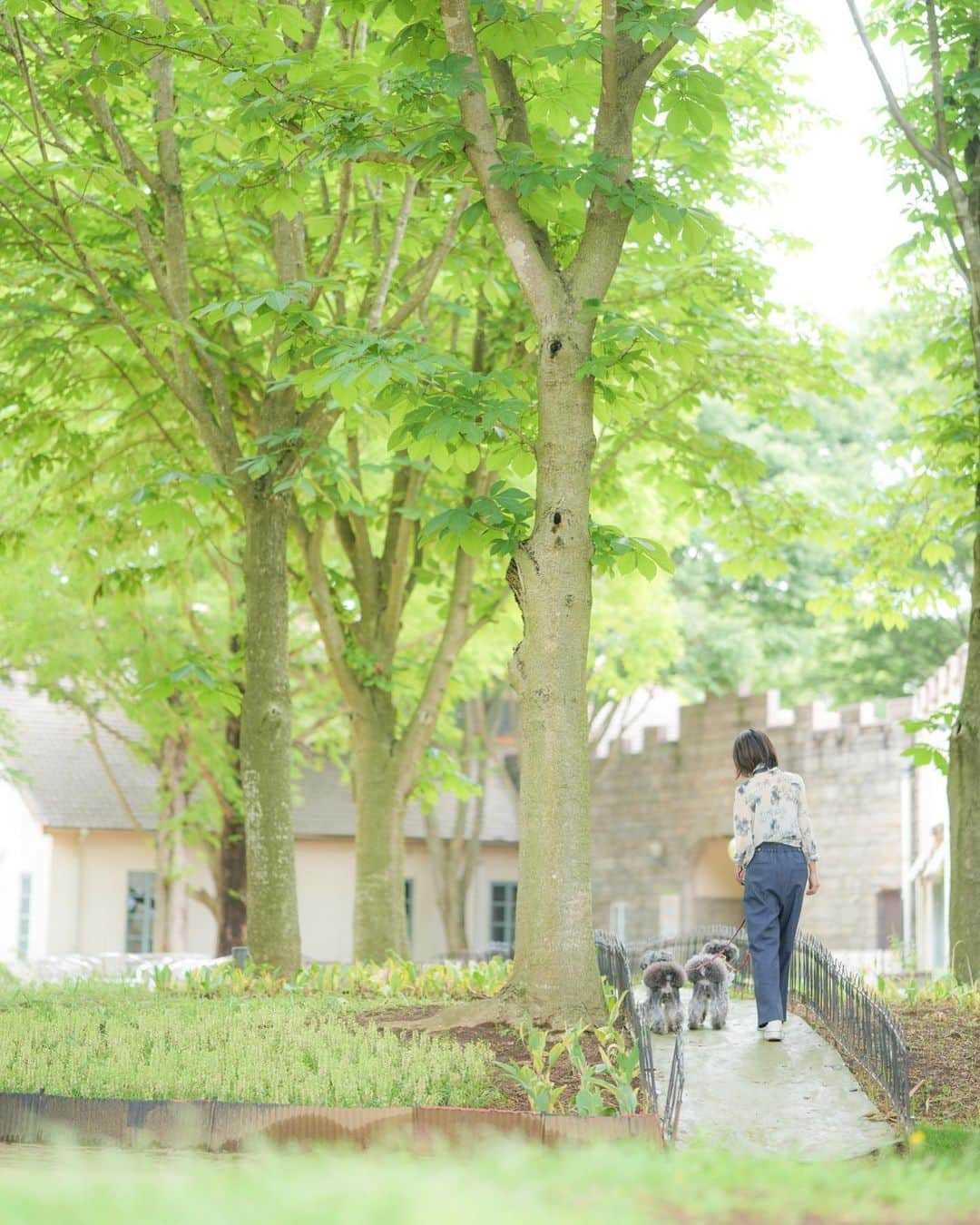 中野区在住のミニシュナのInstagramさんのインスタグラム写真 - (中野区在住のミニシュナのInstagramInstagram)「⑅︎◡̈︎* ・ 新緑散歩⸜( ´ ꒳ ` )⸝♡︎  気持ちの良い気候の下のお散歩は楽しいね〜🎵  今週末は〜 ドッグフレンドリーフェスタinメッツァビレッジですよ！ @dogfriendlyfesta   入場料無料で全犬種welcomeのドッグイベントです！  40店舗以上のドッグズマーケットでお買い物やドッグランそして初夏のメッツァビレッジをご愛犬と一緒にお楽しみ頂けると嬉しいです！  皆様のご来場をお待ちしております。  #ドッグフレンドリーフェスタ #ドッグフレンドリーフェスタinメッツァビレッジ #メッツァビレッジ #犬のイベント #犬イベント #新緑の季節 #ミニシュナ #ミニチュアシュナウザー #シュナウザー #シュナウザー部 #シュナウザー大好き #シュナウザー多頭飼い #シュナウザー好きさんと繋がりたい #シュナウザーのいる暮らし #しゅなら部 #ジェニッカーズ #schnauzer #schnauzerworld」6月1日 21時18分 - marble_eve