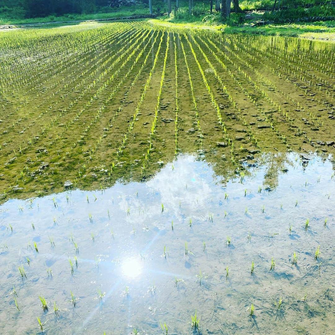 板谷由夏 のインスタグラム：「田植えが終わるとカエルが鳴き出す。 6月です。 楽しい夏にしたいです。 身体と心、整えて 笑って参りましょう。」