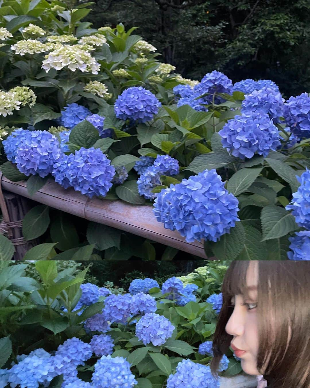 ゆらのインスタグラム：「☂︎*̣̩⋆̩*  6月だね~~ 紫陽花すき❁⃘*.ﾟ  初めて椿山荘行ったけど、大都会にこんなにドデカ自然があるなんて知らなかった.... 夏ホカンスしにきたい( ᷇ᢦ ᷆ )و✧  夏やりたいこと多いけど、暑いの無理だ~~あああ」