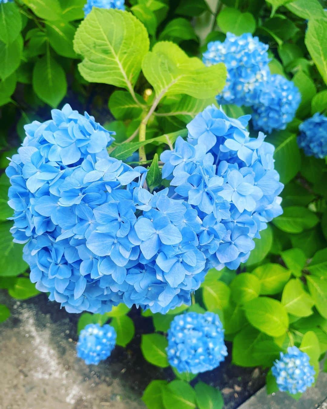 浜口順子さんのインスタグラム写真 - (浜口順子Instagram)「さて。6月に入りました💙 紫陽花がきれいな季節です。 ハート型の紫陽花を見つけました💙 6月は私の誕生日、結婚記念日、大切な人の誕生日がありなんだかふわふわする、特別な1ヶ月です🤩 6月もよろしくお願いします🐸  さて。 明日は金曜日ですね。 13時30分からは #レディオキューブFM三重 #ミエトリ　生放送✨ radikoというアプリからもお聴きいただけまーす🥳 @radiko_jp  明日募集するメッセージテーマは #ラジオ愛　です📻 今日はレディオキューブFM三重さんの開局記念日。おめでとうございます㊗️ というわけで、 ラジオへの愛をメッセージにぶつけて送ってください！  そして三重に行きたいじゅんこりんへ #伊賀市　の情報を送ってあげてください！  旅の思い出、思い出ソングも募集してます。 あと、ふつおたもね！ @hamaguchijunko プロフィールのリンク先から送れます。 トリッパーズの皆様からのメッセージが命❤️‍🔥 よろしくお願いします🥺  #三重 #みえ #mie #ラジオ」6月1日 21時33分 - hamaguchijunko