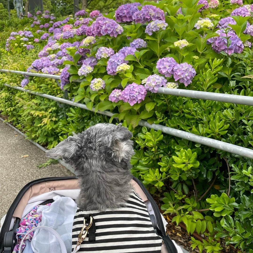 橘珠里さんのインスタグラム写真 - (橘珠里Instagram)「ꕥ 𝐡𝐲𝐝𝐫𝐚𝐧𝐠𝐞𝐚𝐬 ꕥ  あっという間に6月  ブレアとのお散歩中、 大好きな紫陽花を探すのが この時期の楽しみの一つです♪  今年の東京の紫陽花は、どこも綺麗に咲いてくれていて嬉しい⋆͛  みんなかわいい♡̆̈  #紫陽花 #あじさい #アジサイ #わんことお出かけ #お散歩🐾 #マルプー #お花好き #hydrangeas #hydrangea #hydrangealove #tokyo #japan」6月1日 21時34分 - jurinu
