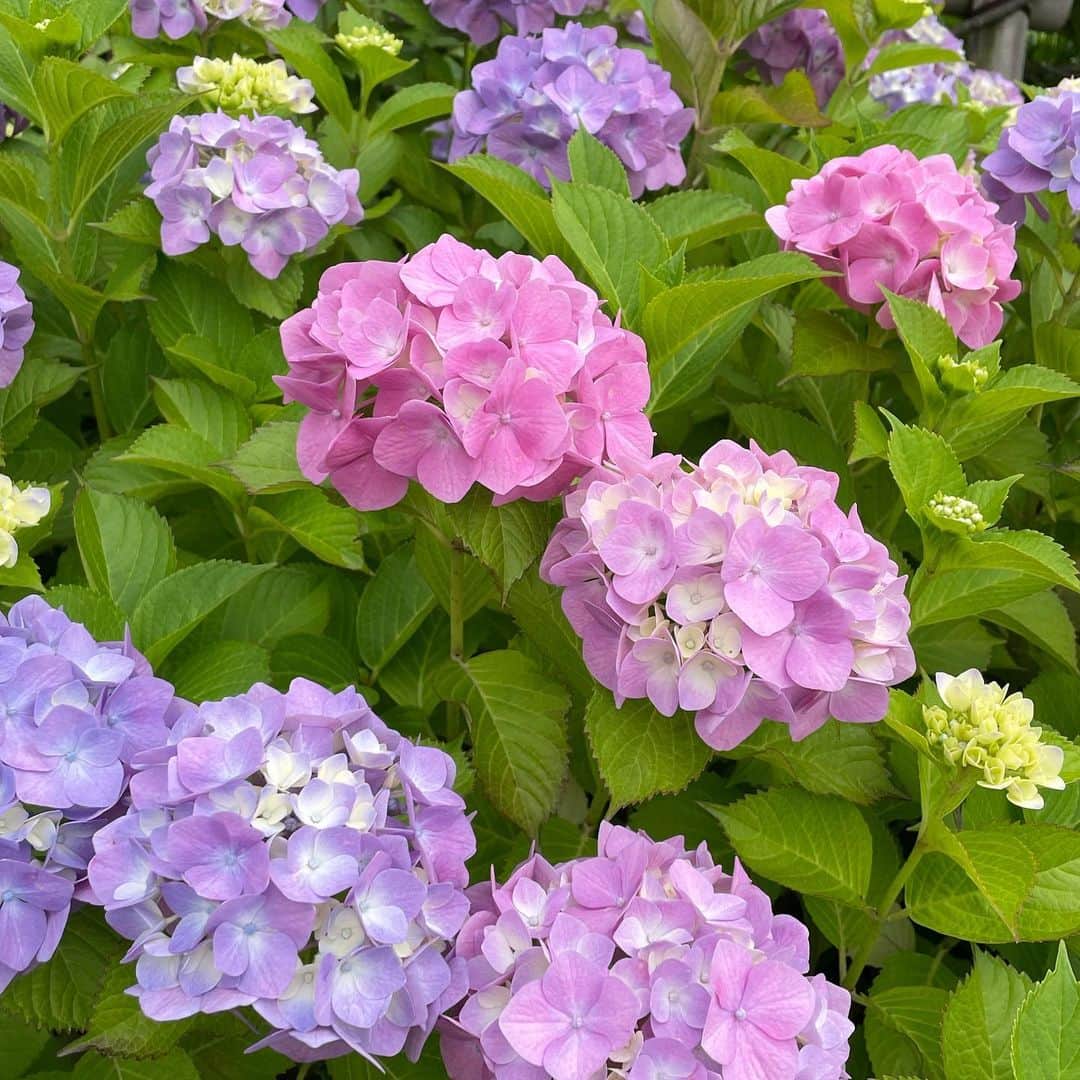 橘珠里さんのインスタグラム写真 - (橘珠里Instagram)「ꕥ 𝐡𝐲𝐝𝐫𝐚𝐧𝐠𝐞𝐚𝐬 ꕥ  あっという間に6月  ブレアとのお散歩中、 大好きな紫陽花を探すのが この時期の楽しみの一つです♪  今年の東京の紫陽花は、どこも綺麗に咲いてくれていて嬉しい⋆͛  みんなかわいい♡̆̈  #紫陽花 #あじさい #アジサイ #わんことお出かけ #お散歩🐾 #マルプー #お花好き #hydrangeas #hydrangea #hydrangealove #tokyo #japan」6月1日 21時34分 - jurinu
