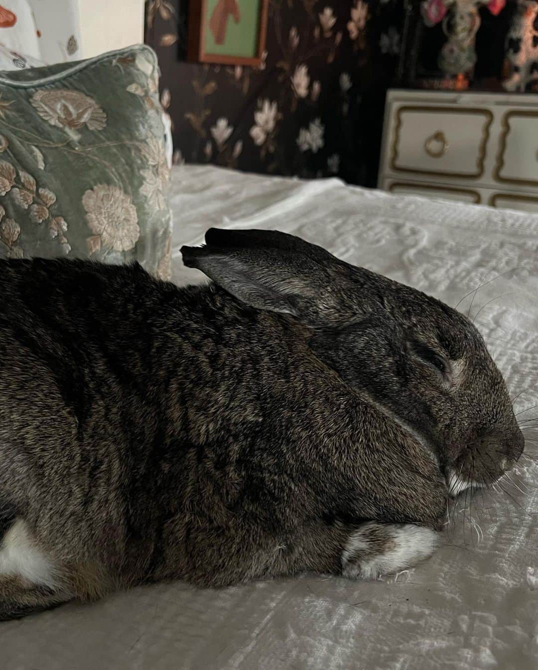 エイミー・セダリスさんのインスタグラム写真 - (エイミー・セダリスInstagram)「Rabbit rabbit Tina Bunny June 1st 2023 #rabbitrabbit」6月1日 21時39分 - amysedaris
